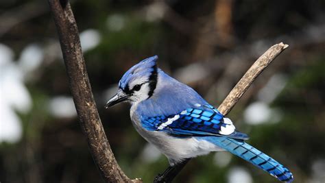 FOR THE BIRDS: Blue jays have an attitude