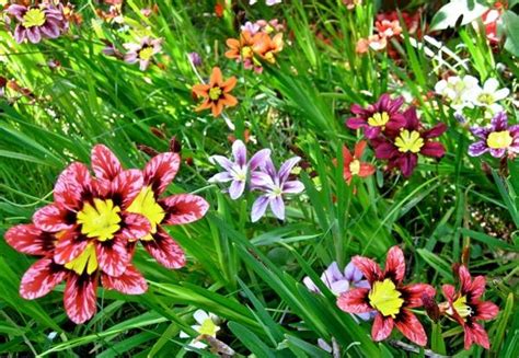 How To Plant And Care For Sparaxis - Best Landscape Ideas