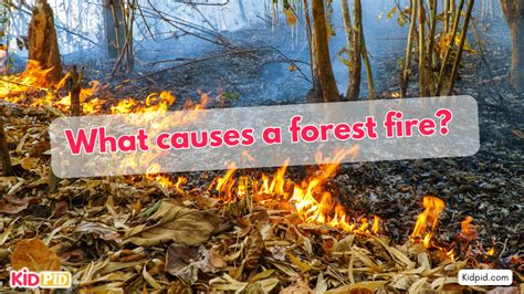 What causes a forest fire? - Kidpid