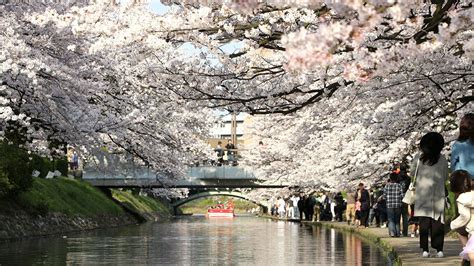 【さくら名所100選】富山・松川公園 | nippon.com