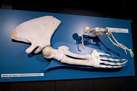 Fin whale pectoral fin bones vs a human skeleton. From the Hamburg Zoological Museum. | Animals ...