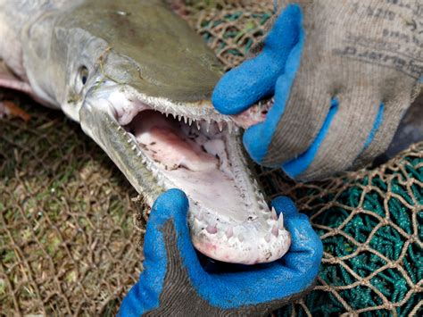 Alligator Gar Fish Are Asian Carp's Worst Nightmares - Business Insider