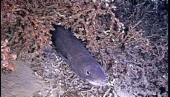 Conger Eel Habitat: Lesson for Kids | Study.com