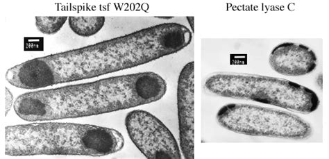 Inclusion Body Formation