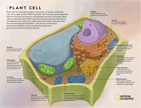 Plant Cell | National Geographic Society