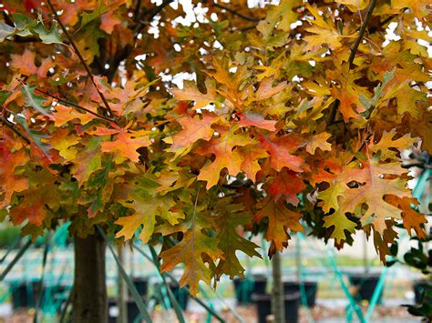 Shumard Red Oak: A Majestic Shade Tree for Your Yard