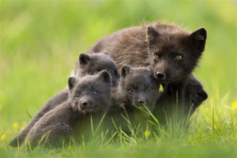 The Arctic Fox in Iceland