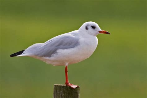 PETER'S PORTFOLIO..............Bird & Wildlife Photography: Black ...