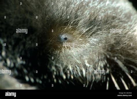 the very tiny eye of a mole beady eyes beady-eyed makro macro closeup extreme Stock Photo - Alamy