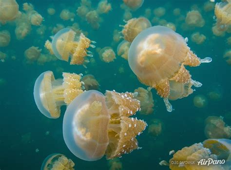 Jellyfish Lake, Palau