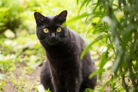 Top 7 Bombay Cat Breeders