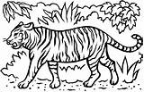 White Tiger Coloring Page Pages sketch template