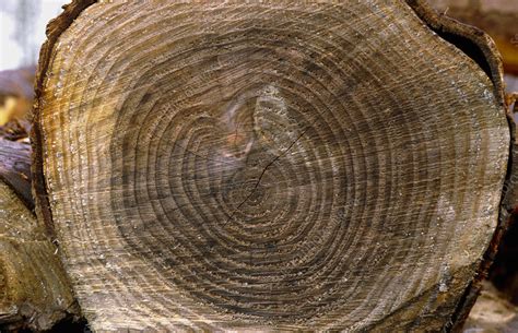 Growth rings on pine trunk - Stock Image - B720/0012 - Science Photo ...