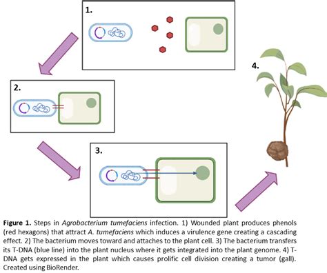 Green Biotech: Methods of Genetic Engineering in Plants | UC Davis Biotechnology Program