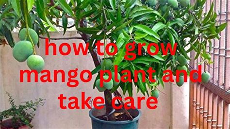 How to grow mango plant and take care | mango plant care tips@Plantforhomegarden - YouTube