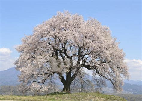 Sakura Flowers: 10 Japanese Cherry Blossom Varieties You'll Fall in ...