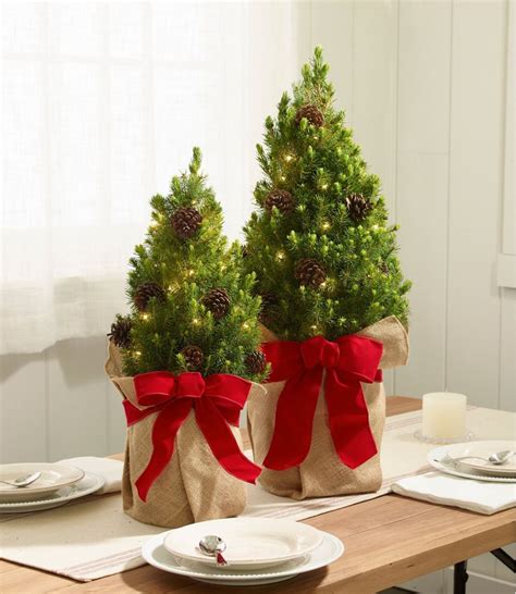 Woodland Tabletop Live Christmas Tree, Lighted | at L.L.Bean