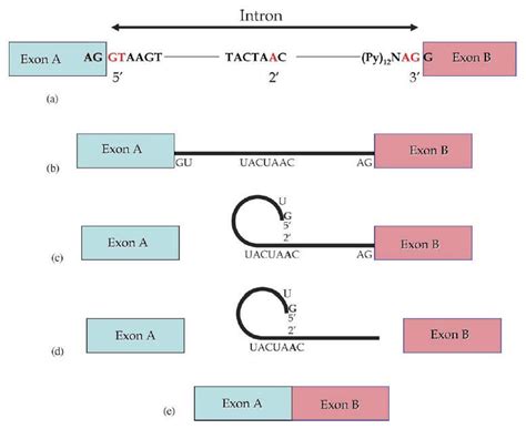 Nuclear splicing. (a) Schematic representation of an intron, flanked by... | Download Scientific ...