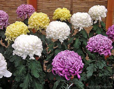 the five o'clock teaspoon: Kiku: The Art of the Japanese Chrysanthemum at NYBG