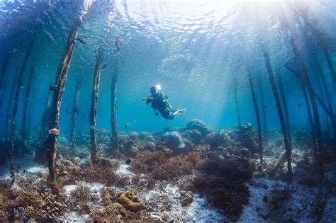 Underwater Photography – Raja Ampat Islands | Papua Paradise