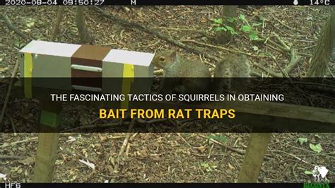 The Fascinating Tactics Of Squirrels In Obtaining Bait From Rat Traps ...