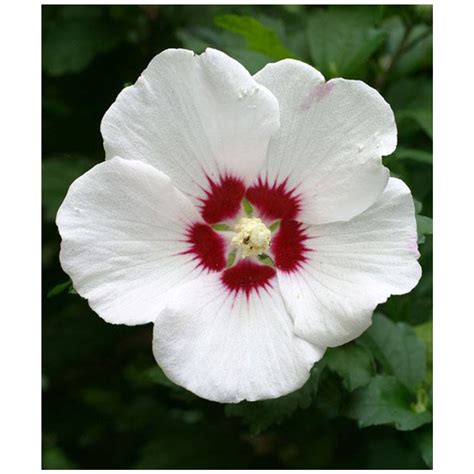 Grower's Solution Plants | Rose of sharon, Hibiscus, Plants