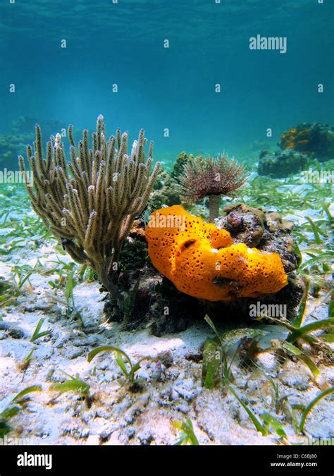 Orange sea sponge with coral and sea worm in the caribbean sea, Costa ...