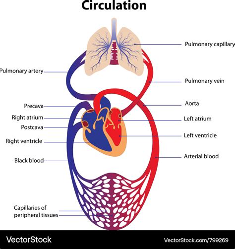 Schematic Plan Of Blood Circulation In Human