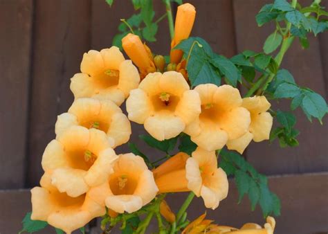 Campsis radicans f. flava (Yellow Trumpet Vine)