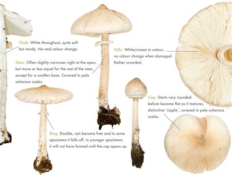 Slender Parasol - Macrolepiota mastoidea - Discover the Wild