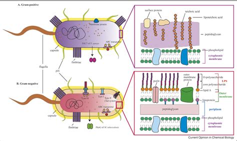 Figure 1 from Discovery of virulence factors of pathogenic bacteria. | Semantic Scholar