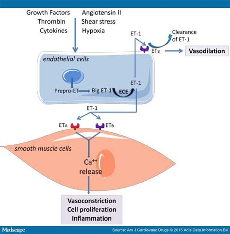 Endothelin Receptor Antagonists in Pulmonary Arterial Hypertension