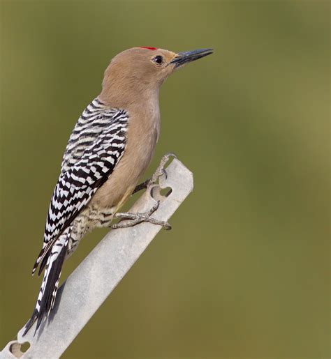 Gila | San Diego Bird Spot