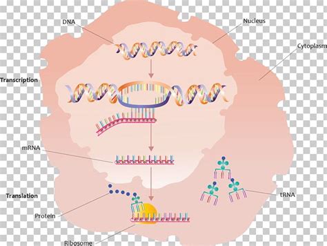 Protein Biosynthesis Gene Transcription Translation PNG, Clipart, Area, Biology, Diagram, Dna ...