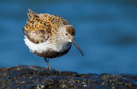 Dunlin | Audubon Field Guide