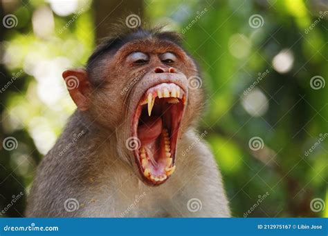 Macaque Monkey Widely Open Its Mouth and Showing Sharp Teeth Stock ...