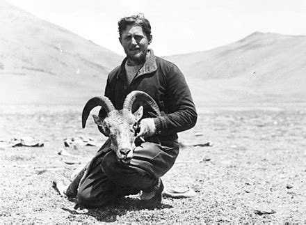 Argali - Wikipedia