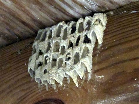 Mud dauber wasp nest | Insecten, Dieren, Natuur