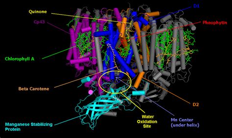 How Does the Purple Bacteria Photosynthesize? Beckman Institute-UIUC ...