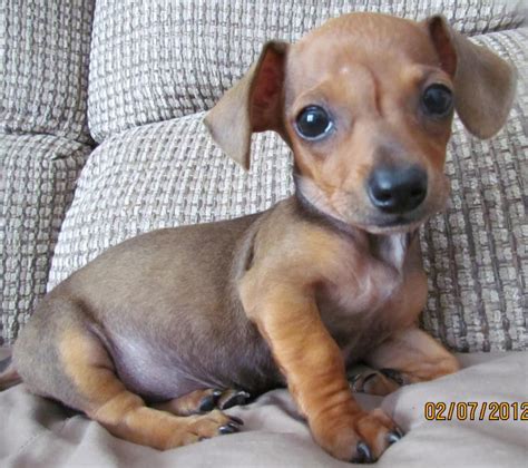 Pin by Lynn Strickland on Adorable | Chiweenie puppies, Puppies, Baby ...