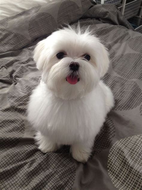 examples of puppy haircuts for a maltese - Genieo Yahoo Search Results ...