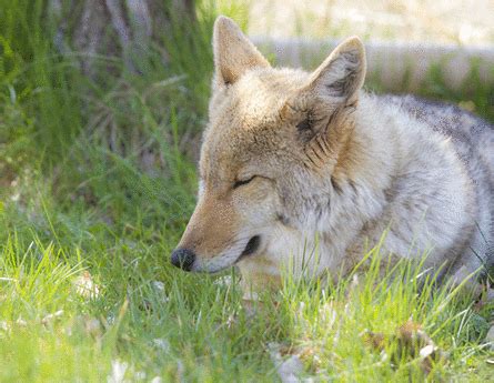 The Daily Coyote » Blog Archive » Nestling Down, In Action