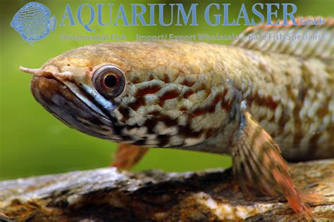 Channa bleheri - Aquarium Glaser GmbH