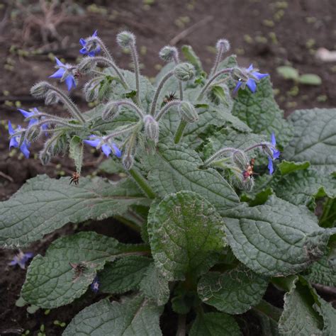 Borage Plant