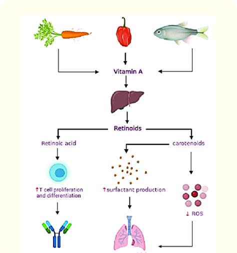 Effect of vitamin A on the immune system. | Download Scientific Diagram