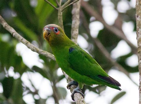 Blue-Fronted Parrotlet Care Sheet | Birds Coo