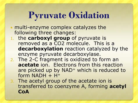 PPT - Pyruvate Oxidation & Krebs Cycle!! PowerPoint Presentation - ID:2064214