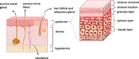 Schematic structure of the skin: the stratum corneum (the outmost ...