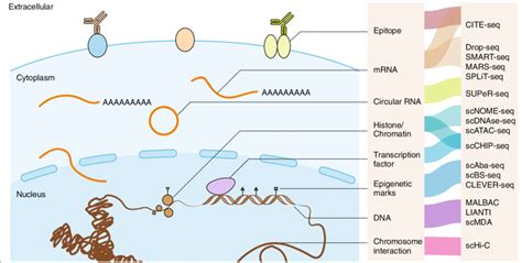 State of the art of single-cell sequencing technologies. Single-cell... | Download Scientific ...