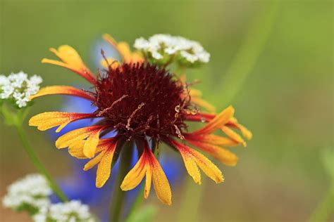 Wildflower Photography Tips - Wildlife Photography Workshops & Tours ~ Jeff Parker, Explore in ...